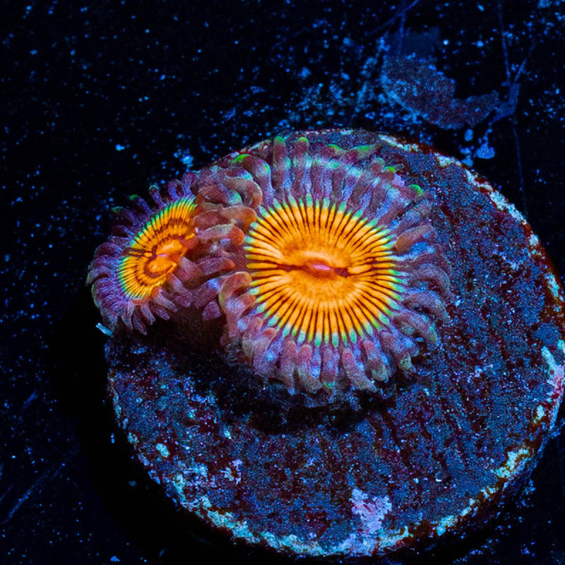 Eclipse Zoanthid