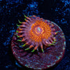Aztec Warrior - riptide aquaculture llc