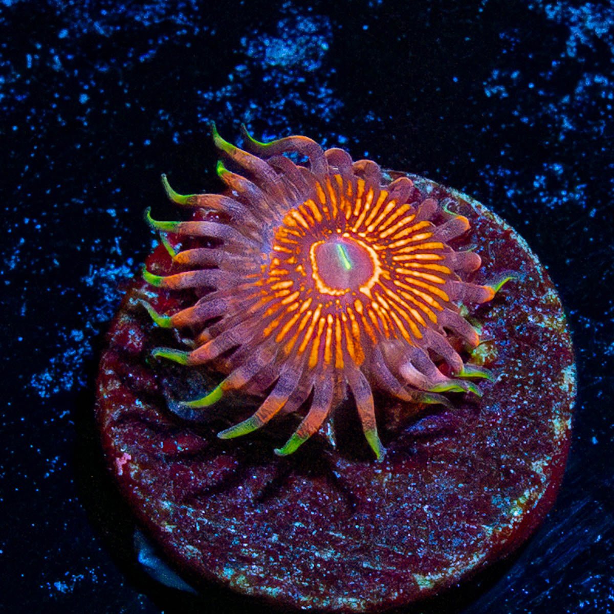 Aztec Warrior - riptide aquaculture llc