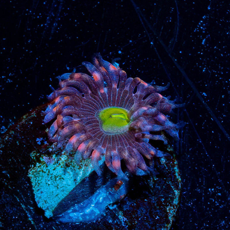 Bombshell Zoanthid