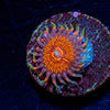 Aztec Warrior - riptide aquaculture llc