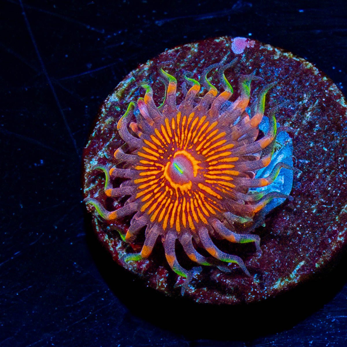 Aztec Warrior - riptide aquaculture llc