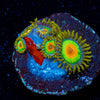 Rasta Zoanthid - riptide aquaculture llc