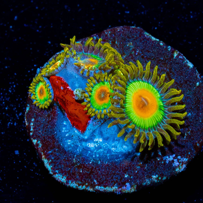 Rasta Zoanthid