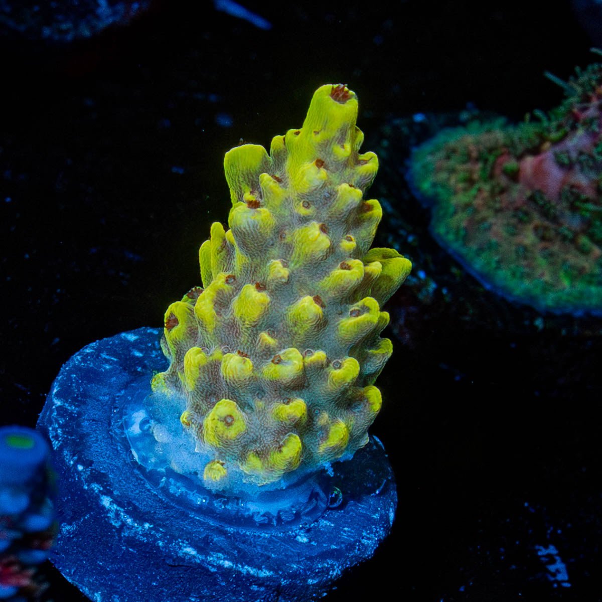 Pink Floyd Acro - riptide aquaculture llc