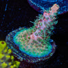 Pinky & the Brain Acro - riptide aquaculture llc