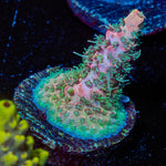 Pinky & the Brain Acro - riptide aquaculture llc