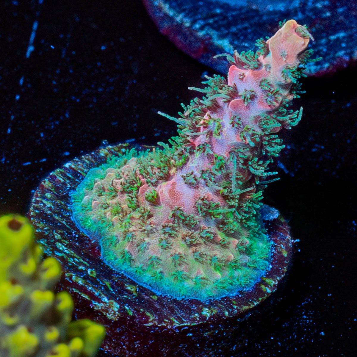 Pinky & the Brain Acro - riptide aquaculture llc