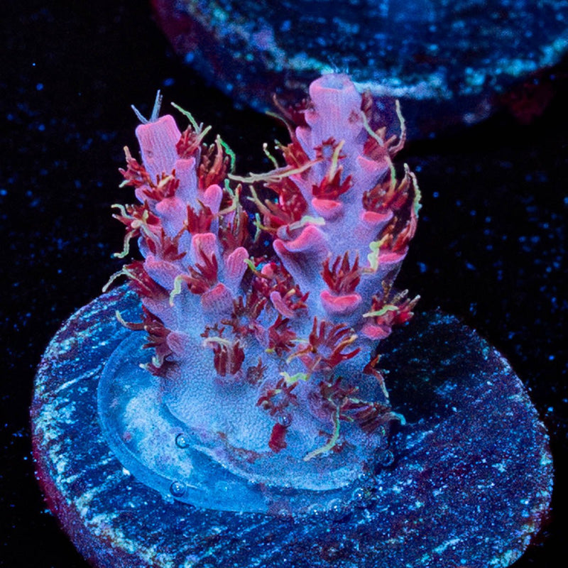 Night Fury Acro