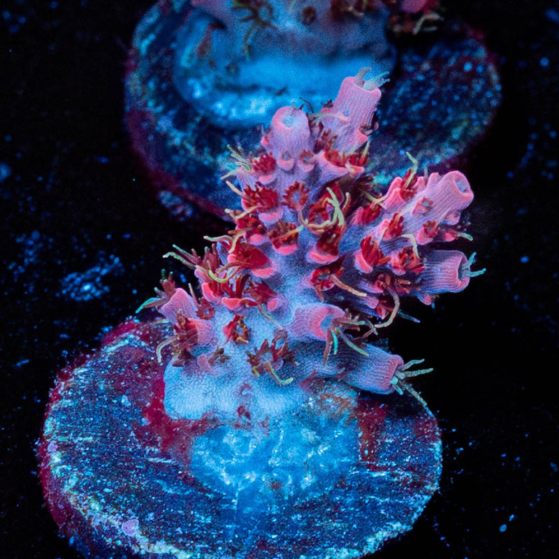 Night Fury Acro