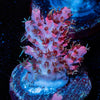 Night Fury Acro - riptide aquaculture llc