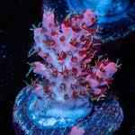 Night Fury Acro - riptide aquaculture llc