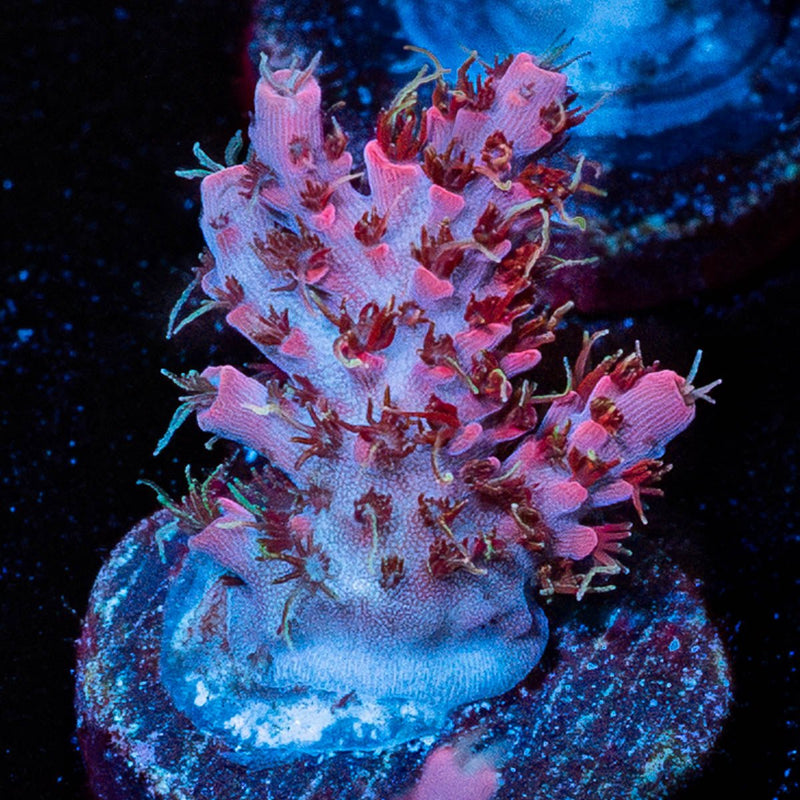 Night Fury Acro