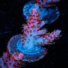 Night Fury Acro - riptide aquaculture llc
