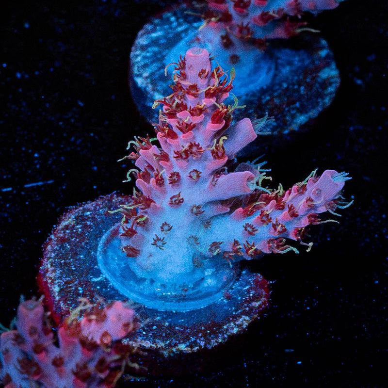Night Fury Acro