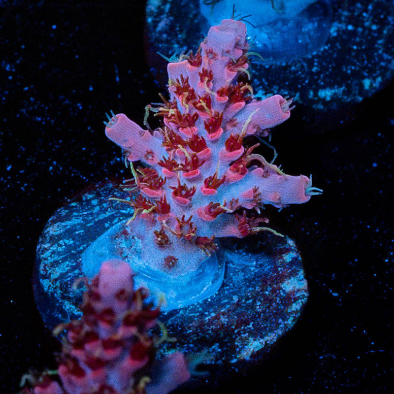 Night Fury Acro