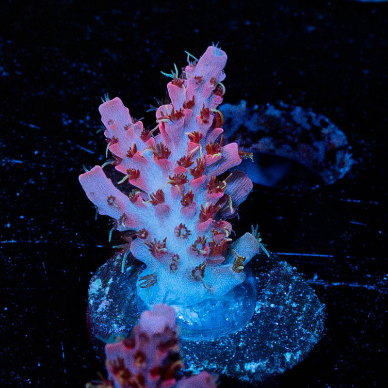 Night Fury Acro