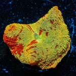 Jawbreaker Mushroom - riptide aquaculture llc