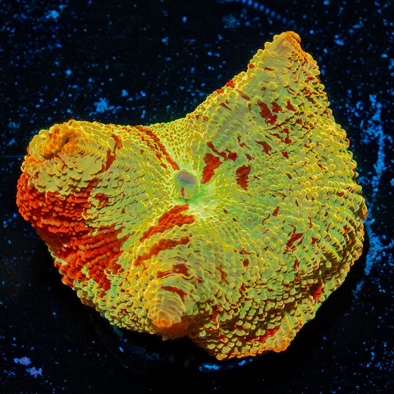 Jawbreaker Mushroom