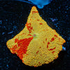 Jawbreaker Mushroom - riptide aquaculture llc