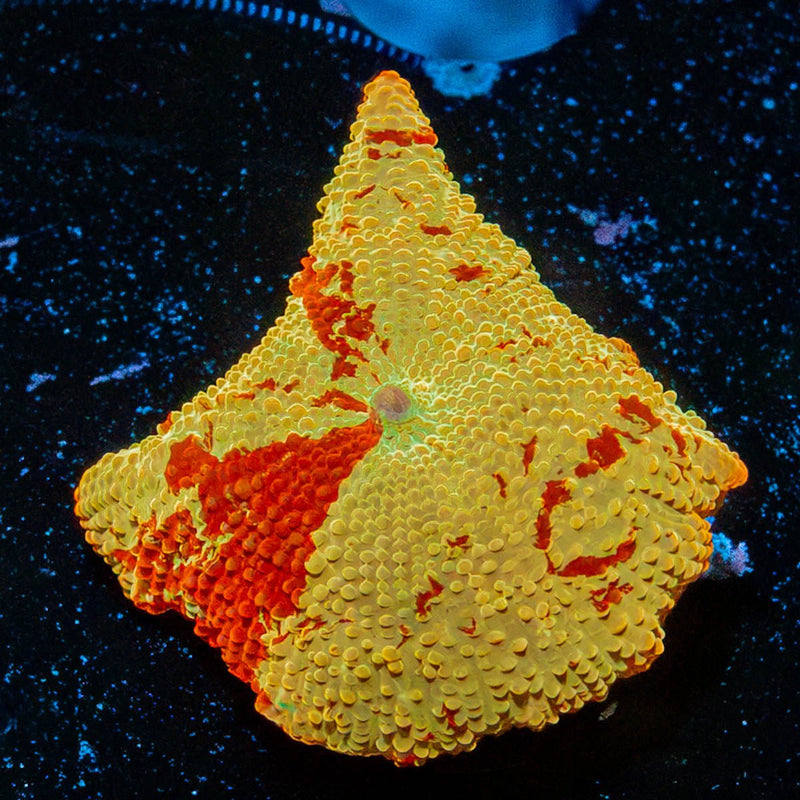 Jawbreaker Mushroom