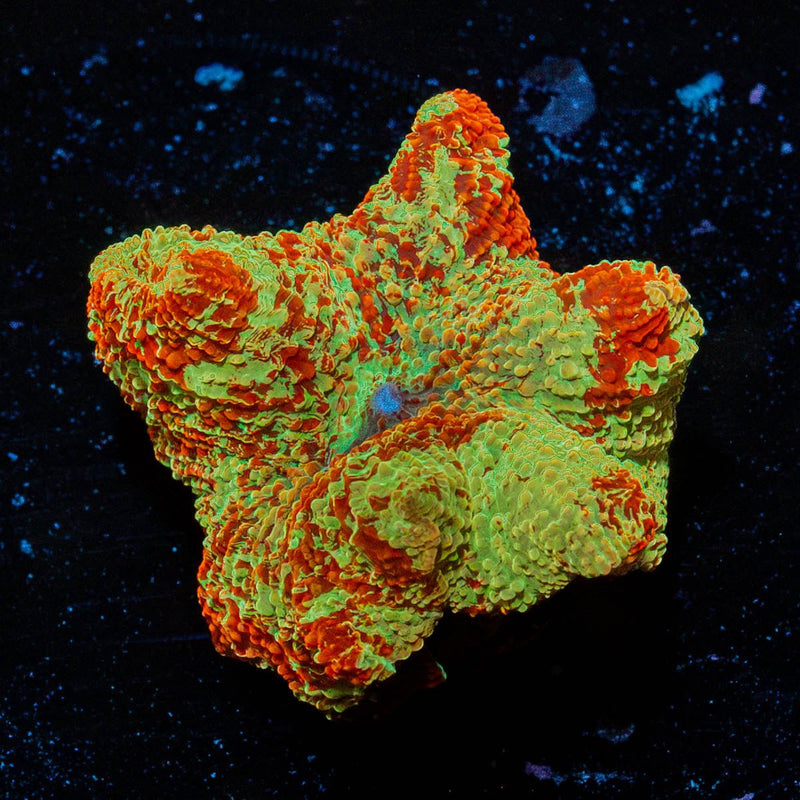 Jawbreaker Mushroom