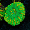 Ultra Green Button Scoly - riptide aquaculture llc