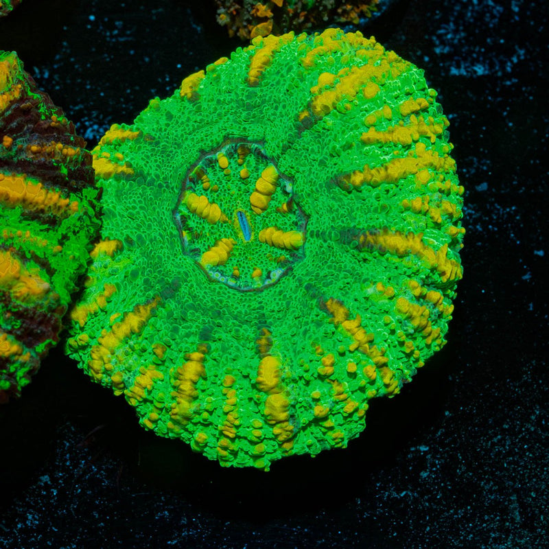 Ultra Green Button Scoly