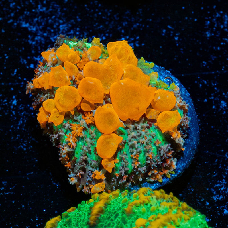 Sunkist Bounce Mushroom