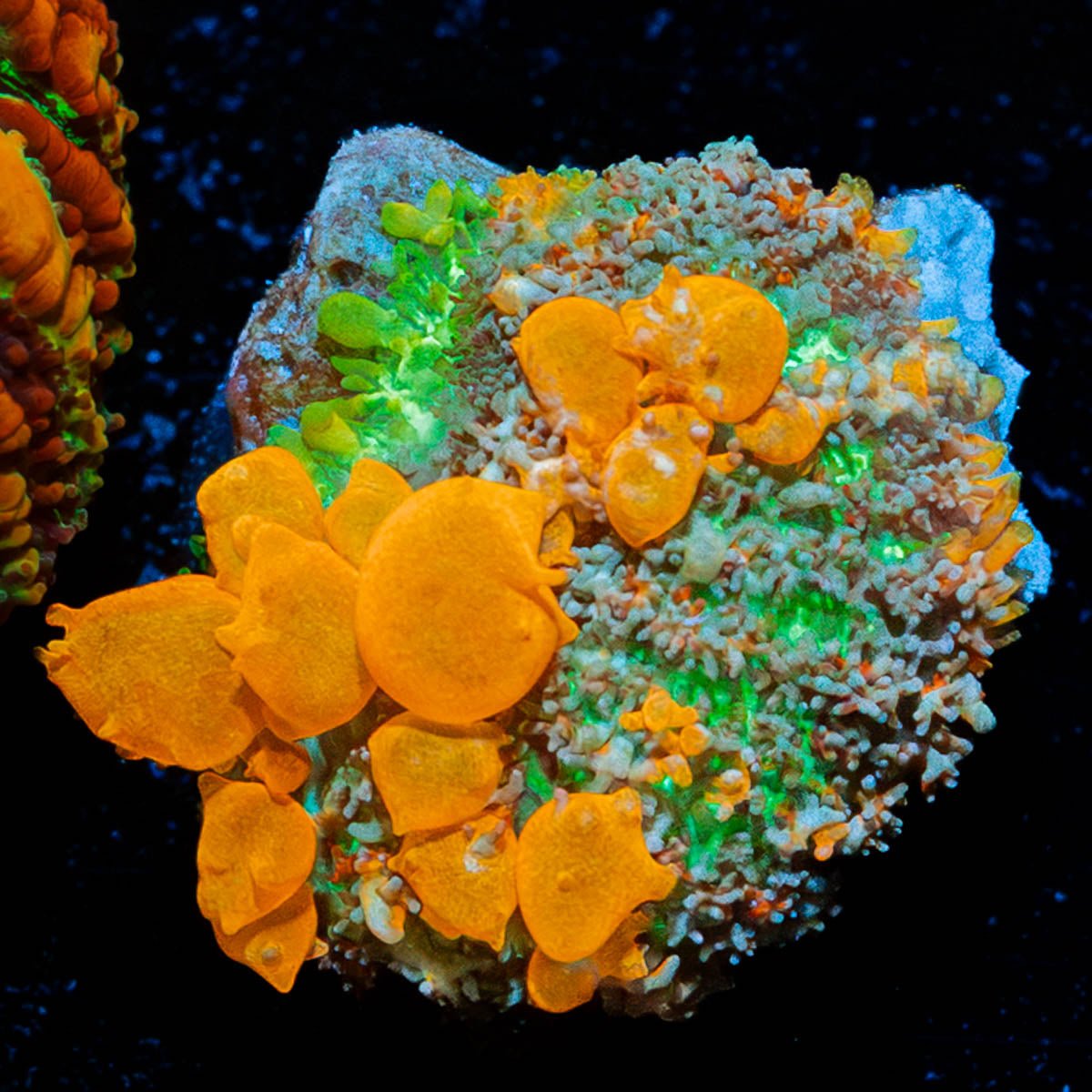 Sunkist Bounce Mushroom - riptide aquaculture llc