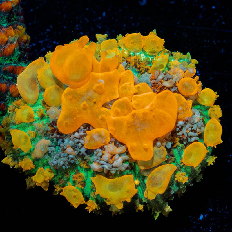 Sunkist Bounce Mushroom