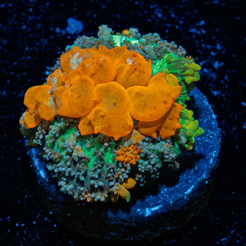 Sunkist Bounce Mushroom