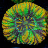 Ultra Green Button Scoly - riptide aquaculture llc