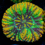 Ultra Green Button Scoly - riptide aquaculture llc