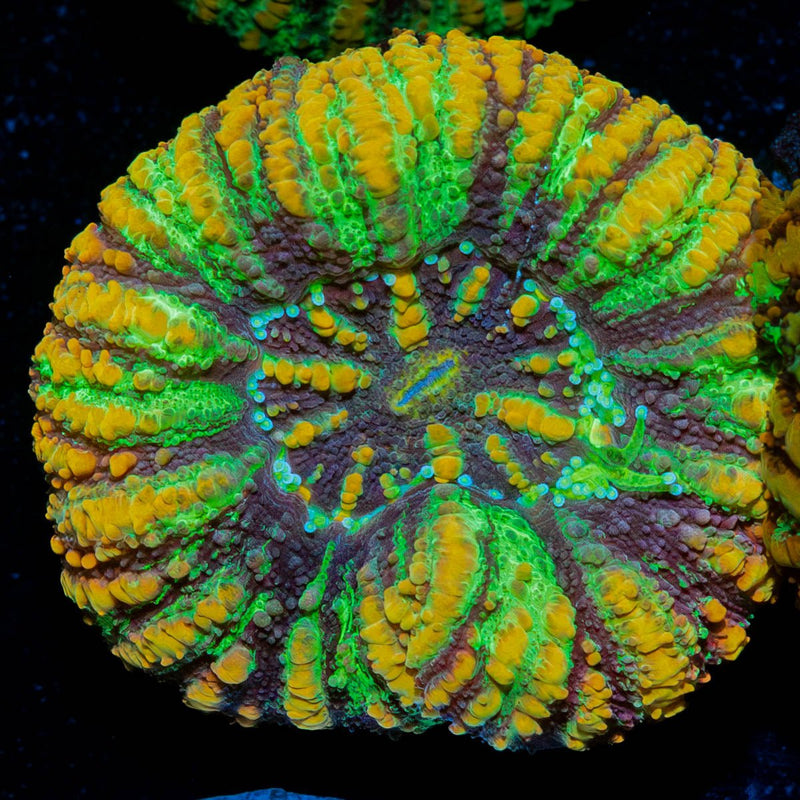 Ultra Green Button Scoly
