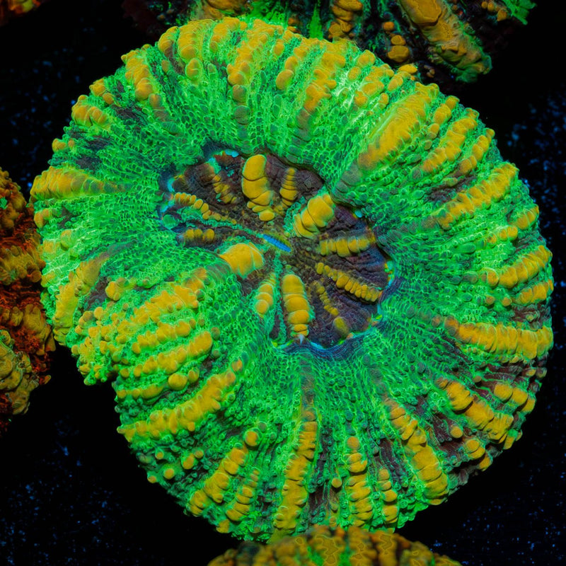 Ultra Green Button Scoly