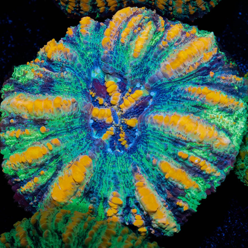 Ultra Green Button Scoly