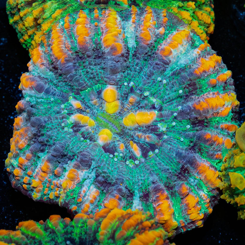 Ultra Green Button Scoly