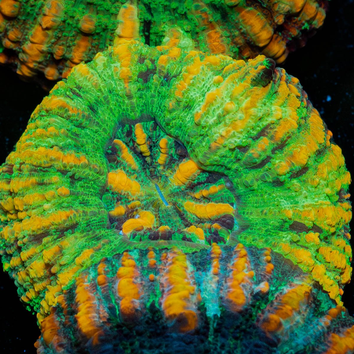 Ultra Green Button Scoly - riptide aquaculture llc