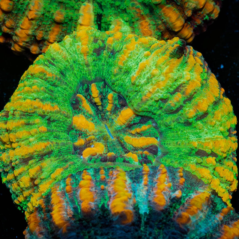 Ultra Green Button Scoly