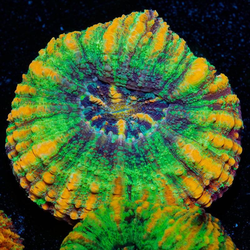 Ultra Green Button Scoly