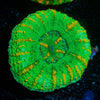 Ultra Green Button Scoly - riptide aquaculture llc