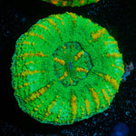 Ultra Green Button Scoly - riptide aquaculture llc
