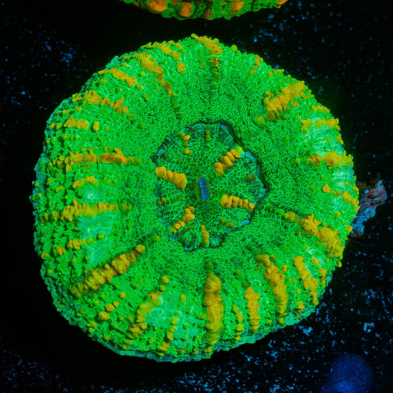 Ultra Green Button Scoly