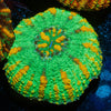Ultra Green Button Scoly - riptide aquaculture llc