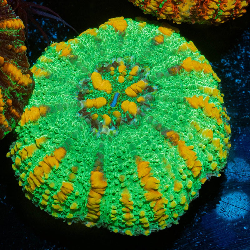 Ultra Green Button Scoly