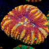 Ultra Red Button Scoly - riptide aquaculture llc