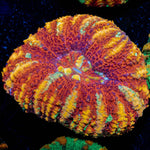 Ultra Red Button Scoly - riptide aquaculture llc