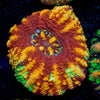 Ultra Red Button Scoly - riptide aquaculture llc