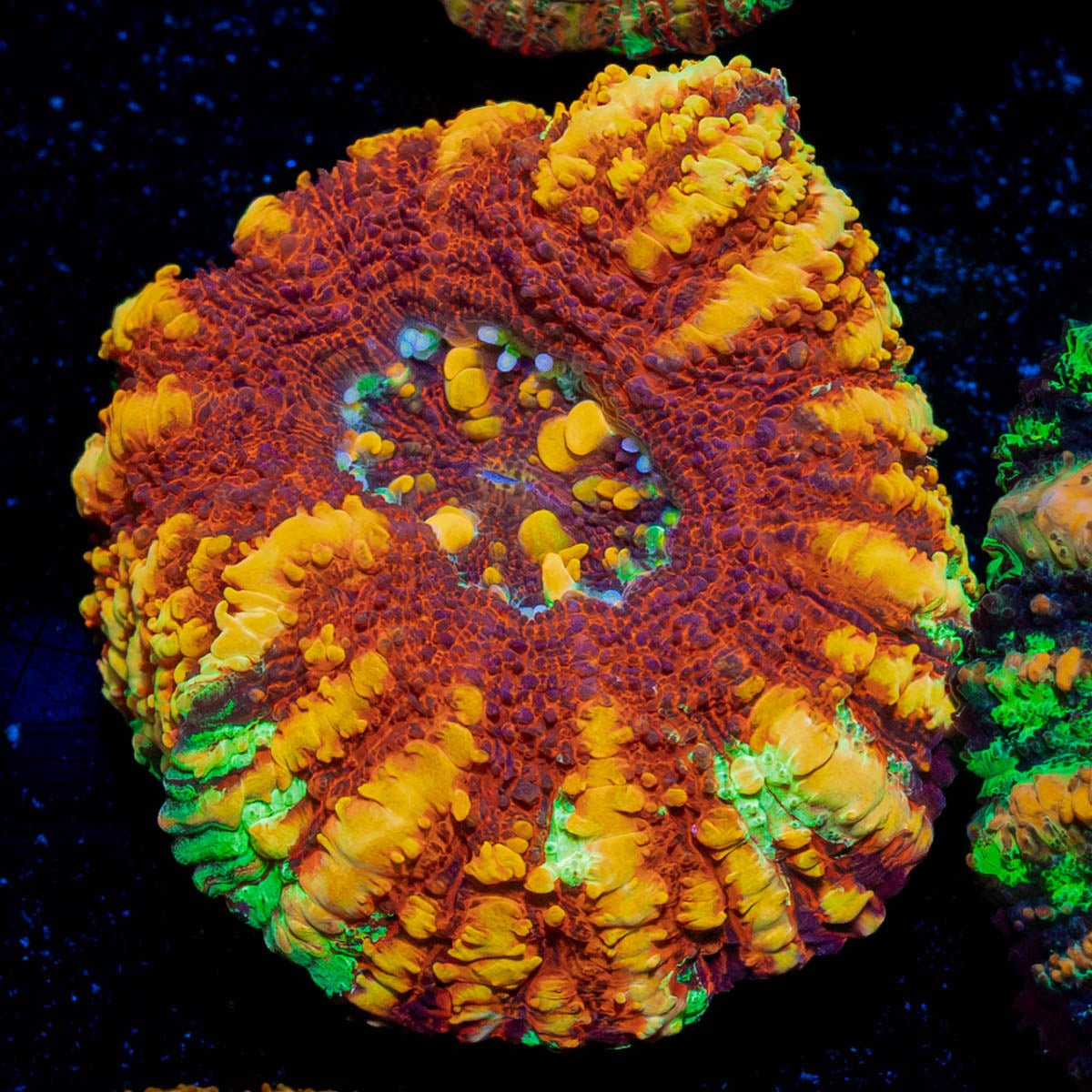 Ultra Red Button Scoly - riptide aquaculture llc